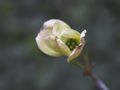 Cornus florida-1 Dereń kwiecisty